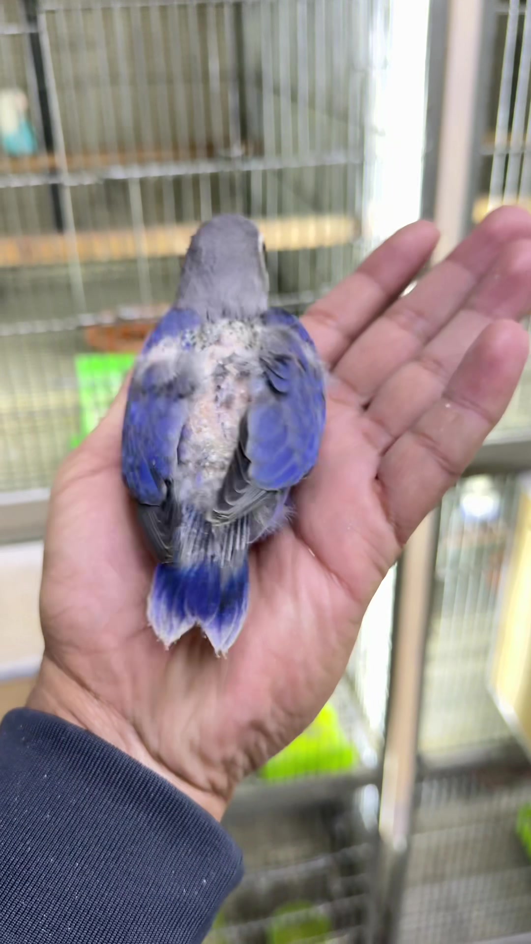 @AdilBirdsFarm