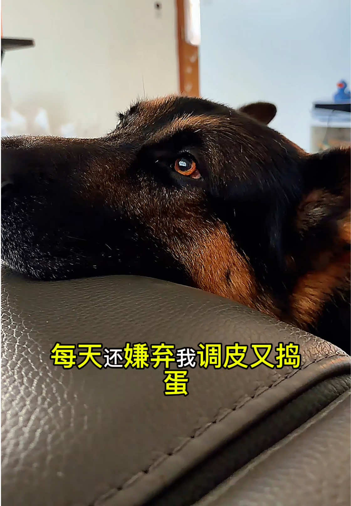 @Ginger-金橘德牧