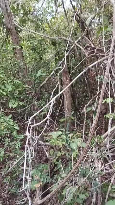 @Vaqueirojuca