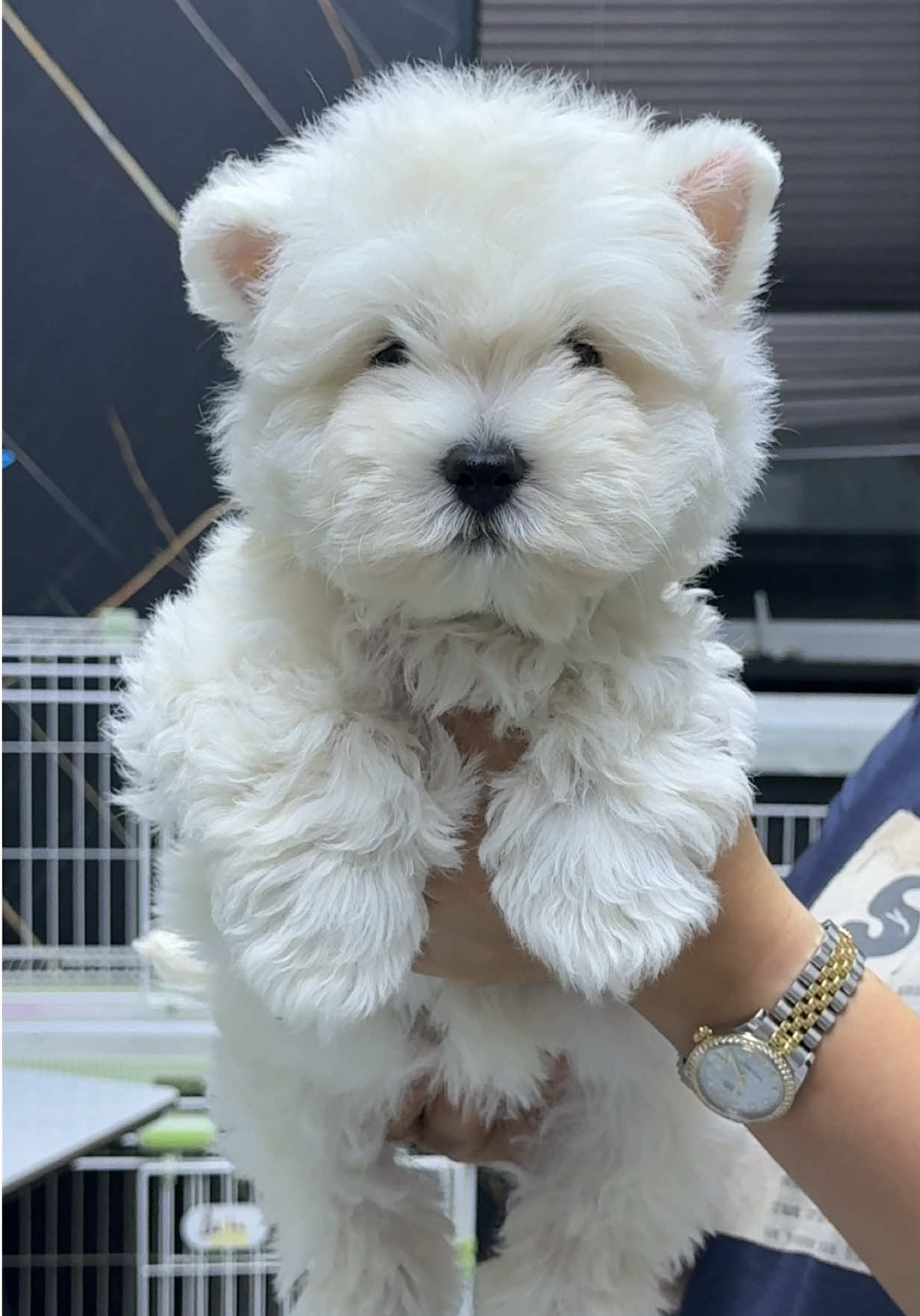 @JC Dog Republic