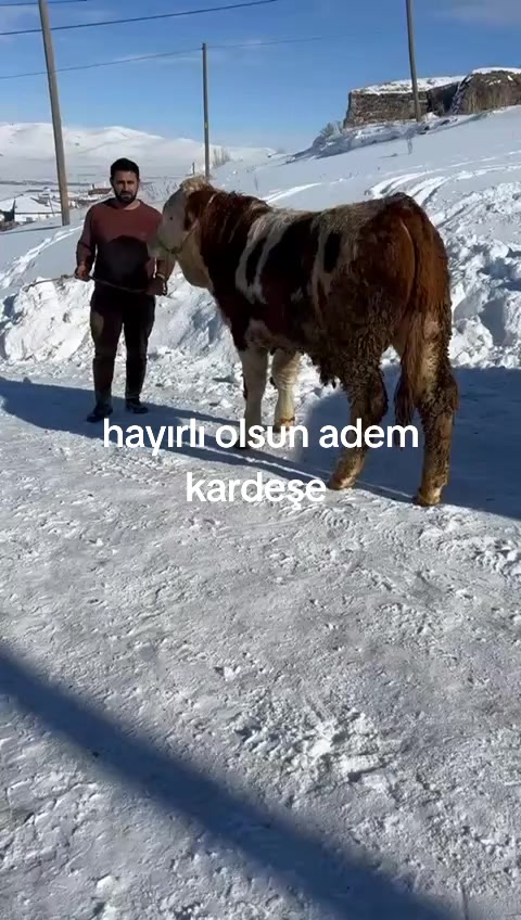 @tekin75aras2