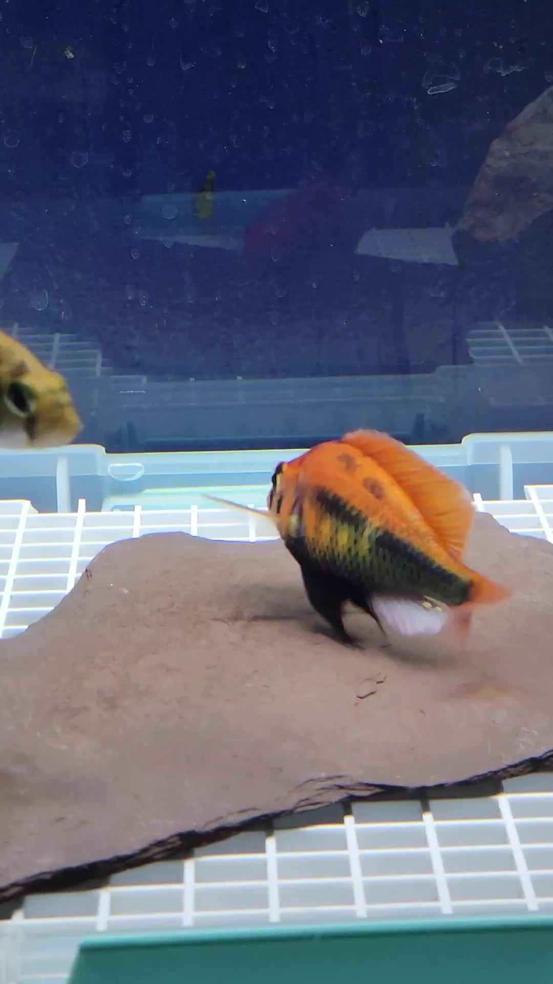 @voyeurs of aquatics