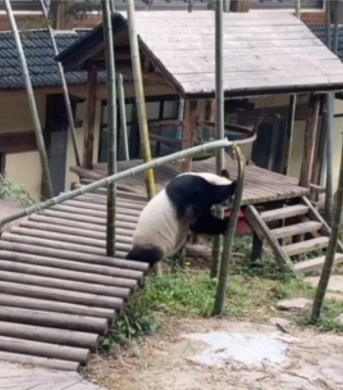 @Cute Animals 🐼