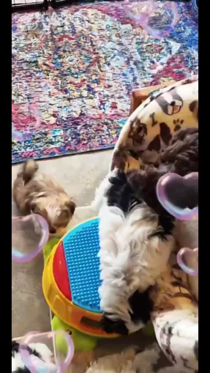 @Barb's Precious Pups