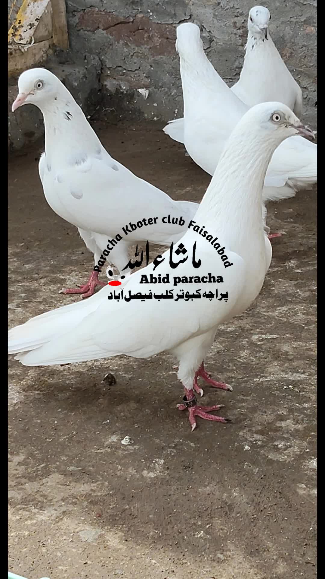 @پراچہ کبوتر کلب💪💪