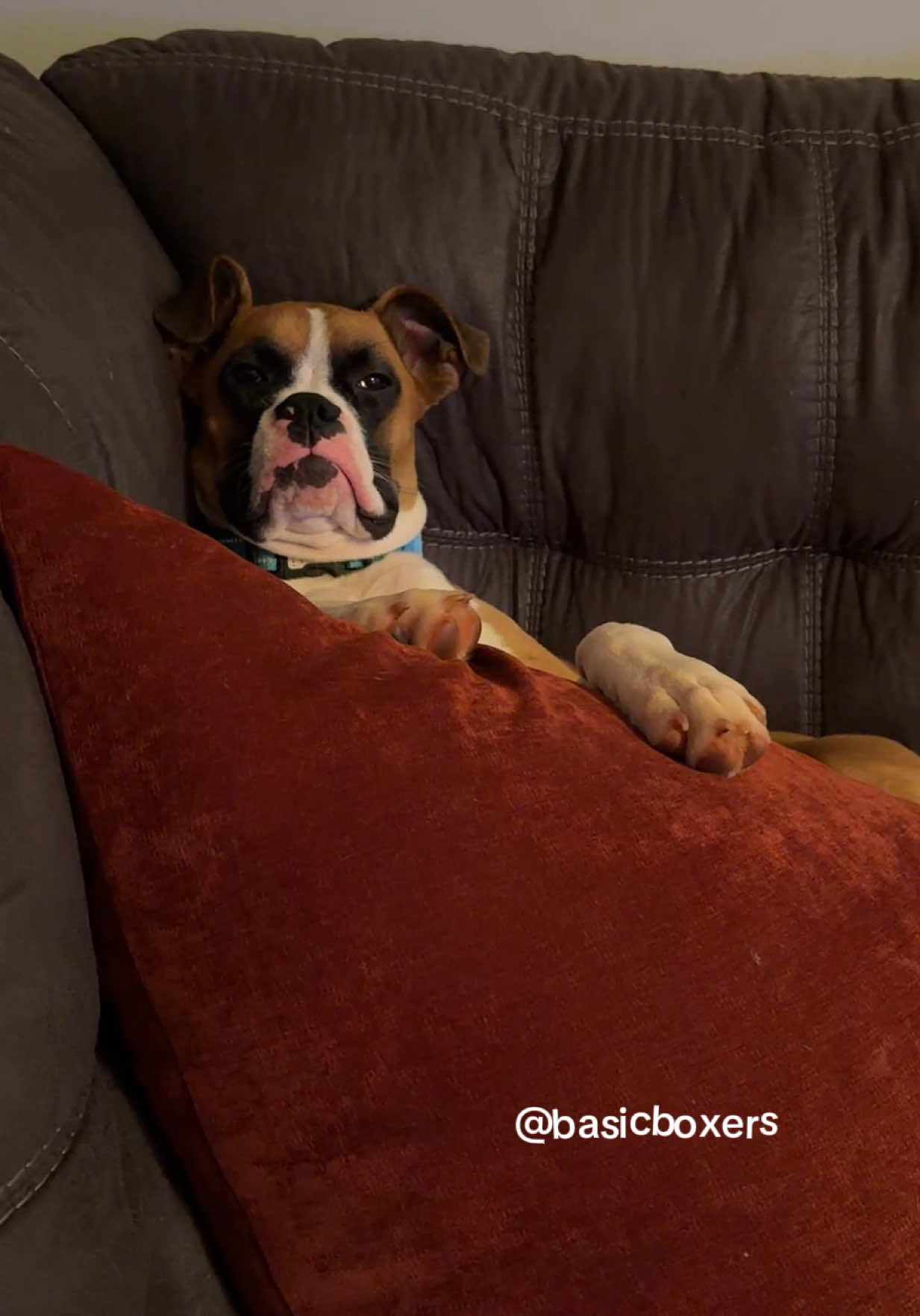 @basicboxers