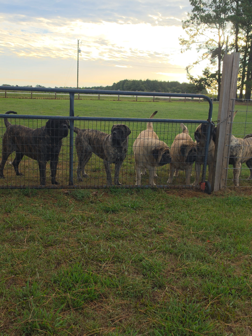 @Big Paw Mastiffs