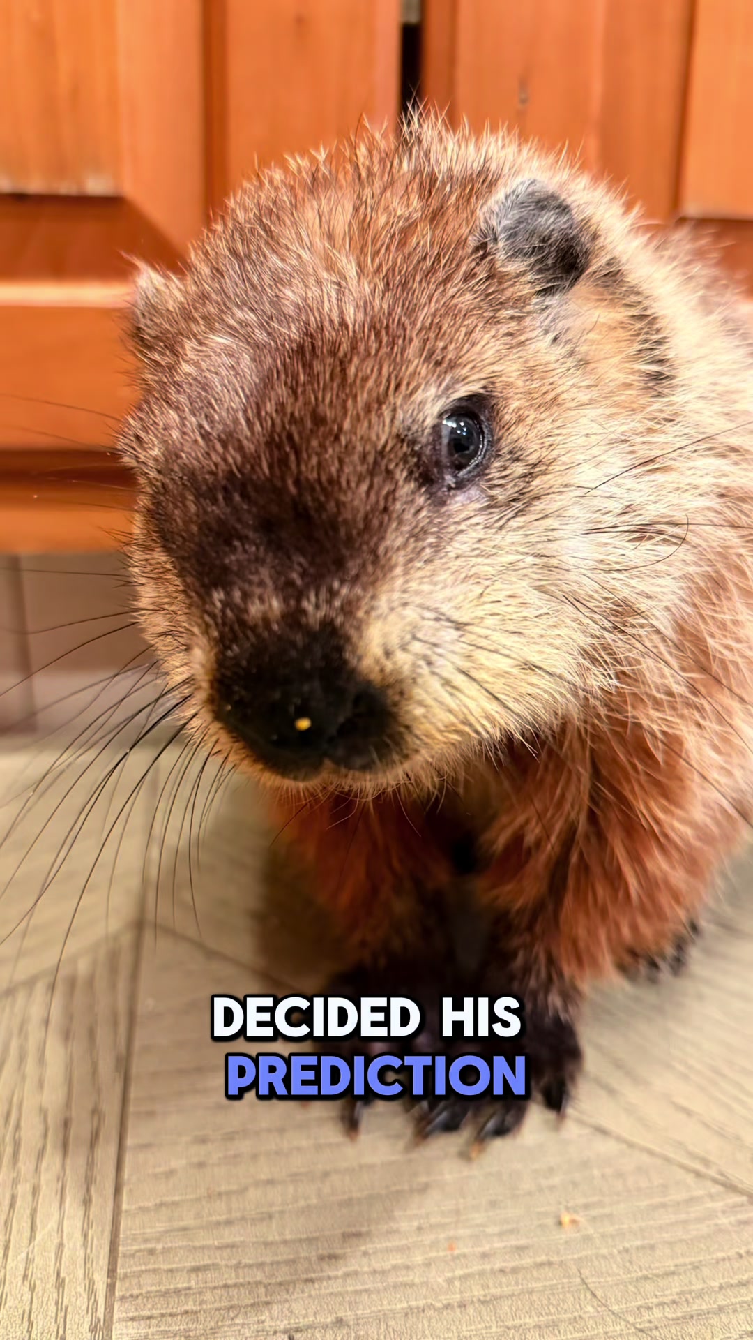 @Wild For Life Inc.