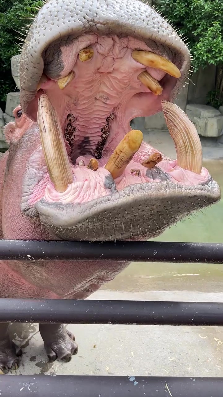 @Hippo