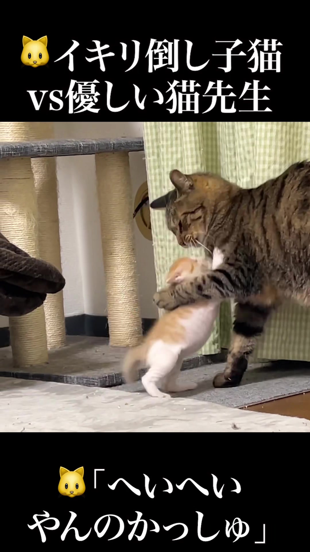 @ねこかます