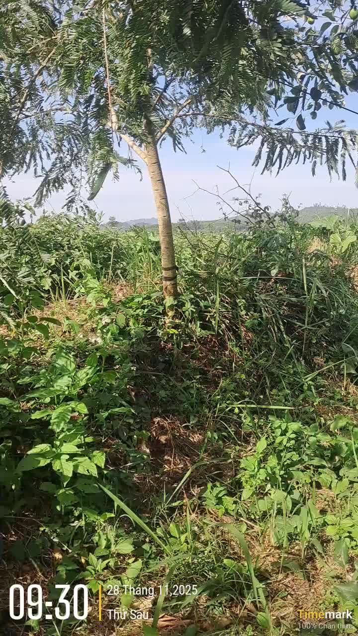 @&Ocirc;ng Nhọn