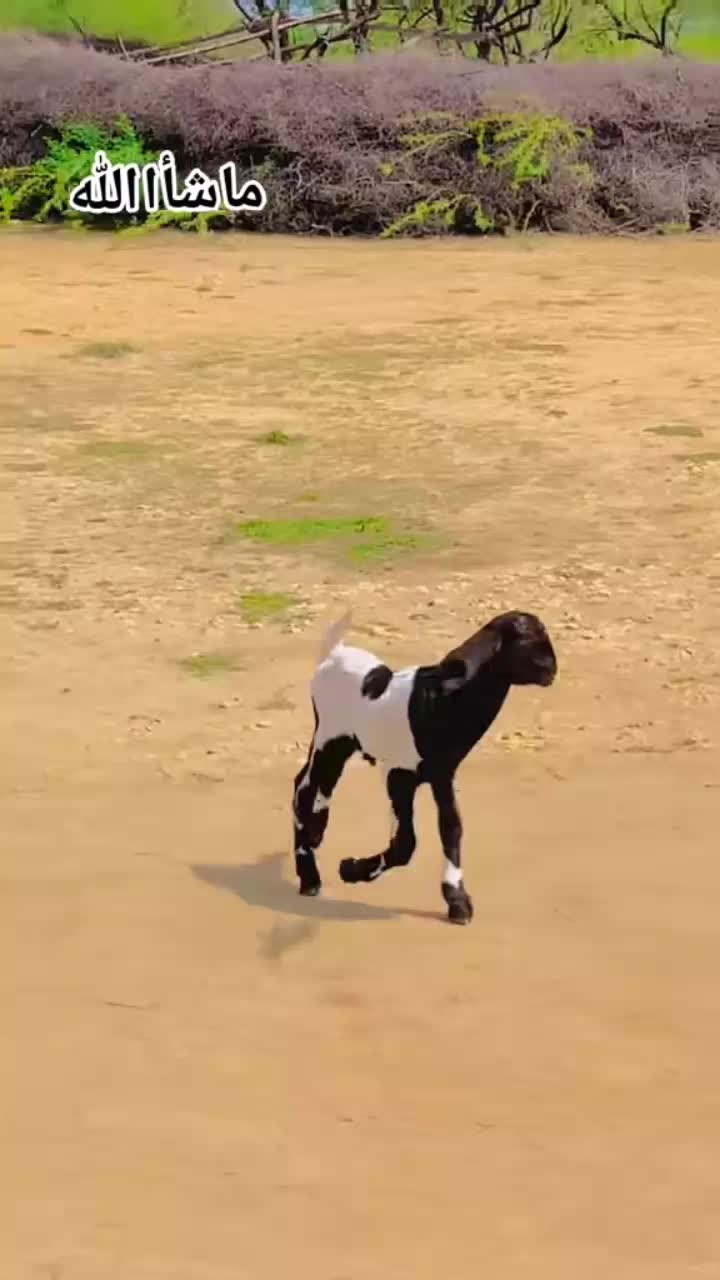 @فوزیا۔  ۔۔۔۔۔۔سومرو۔۔