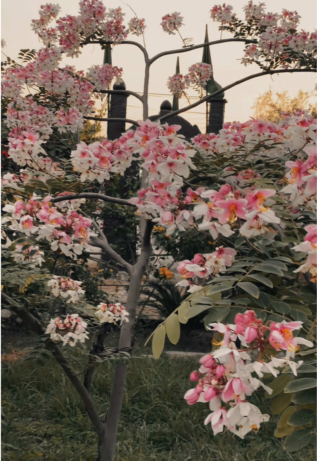 @عزیز الرحمان🌸