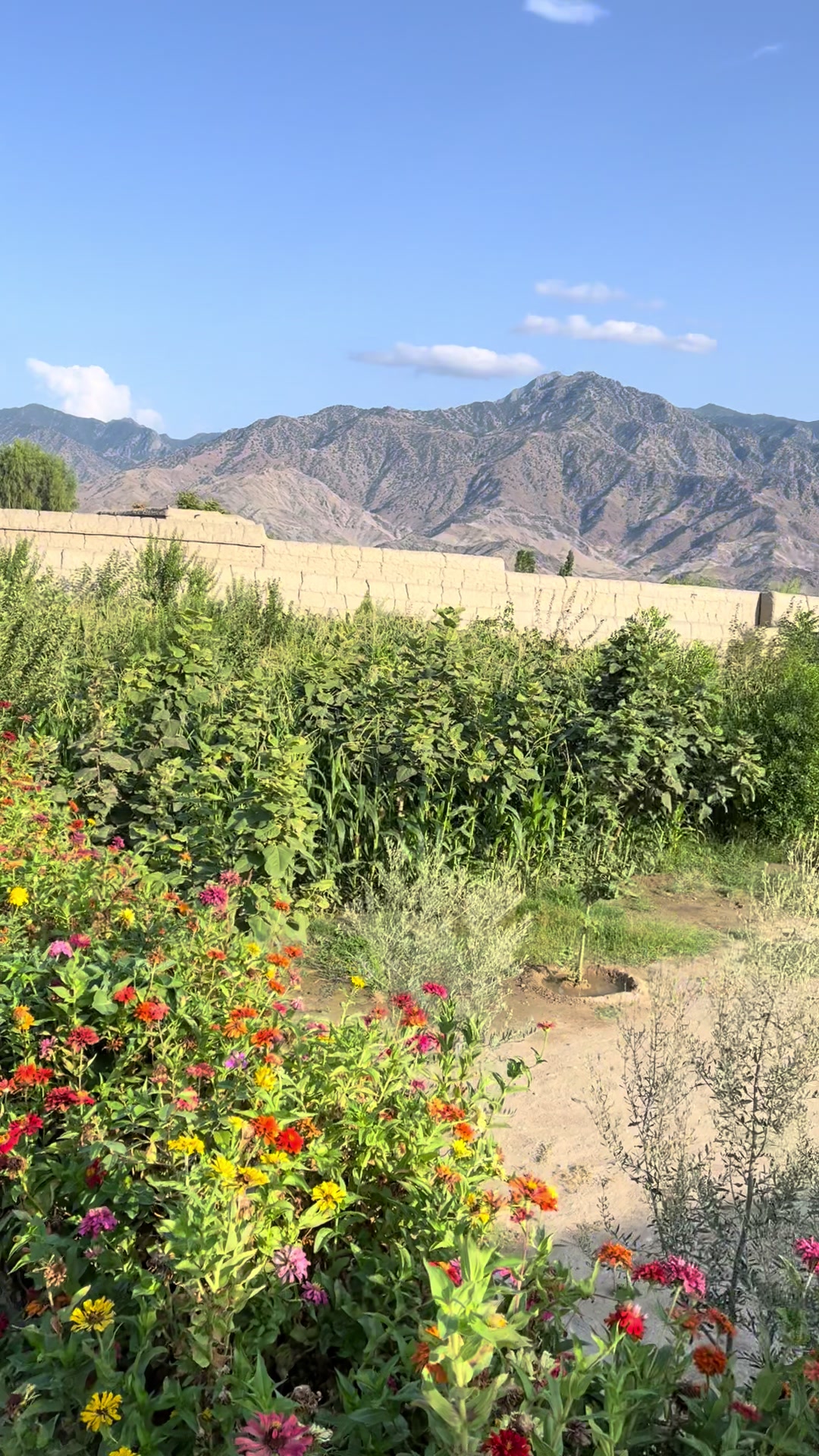@Afghanimal