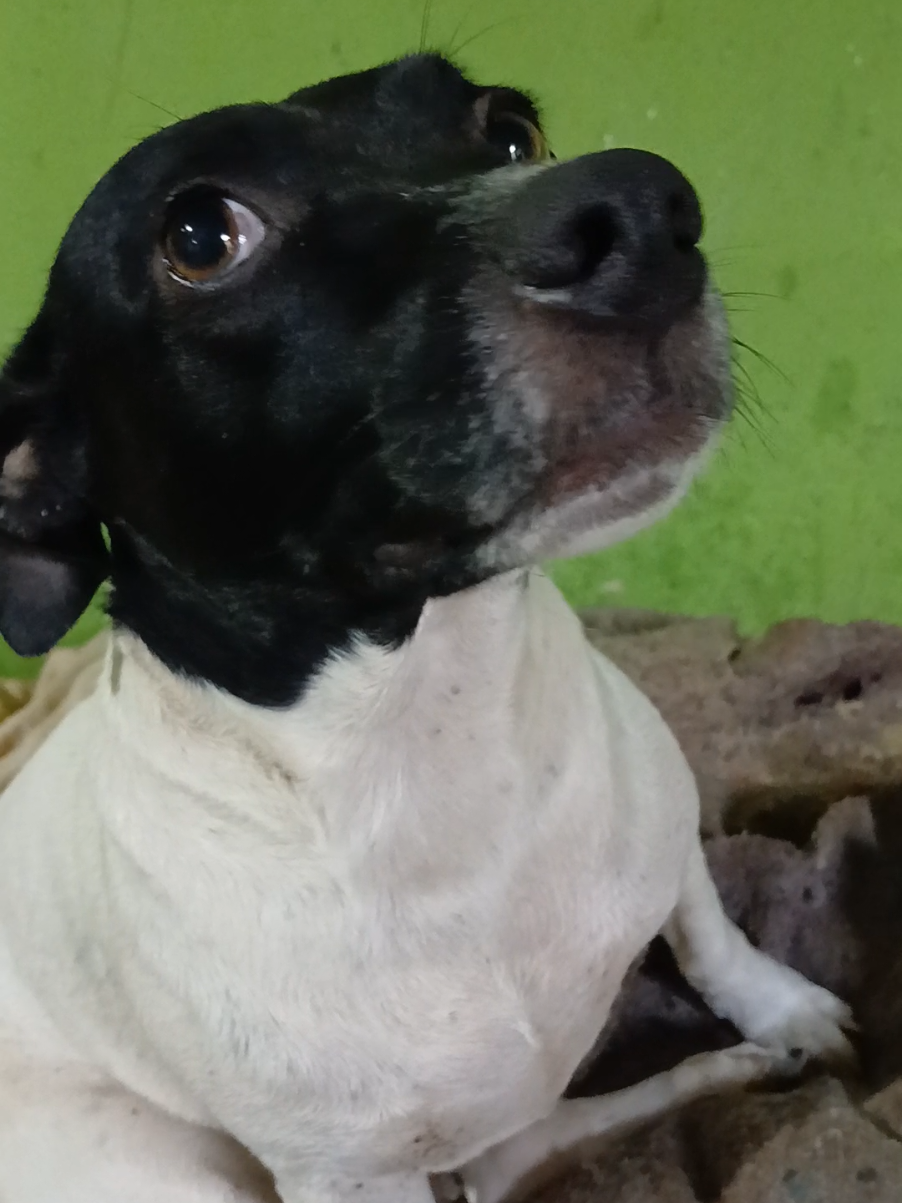 @Nubia Oficial