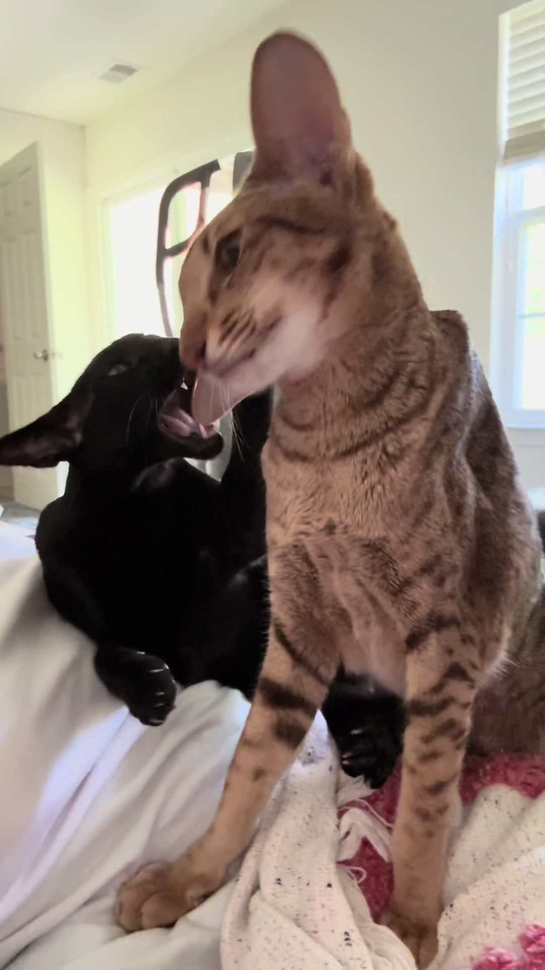 @hobbikats