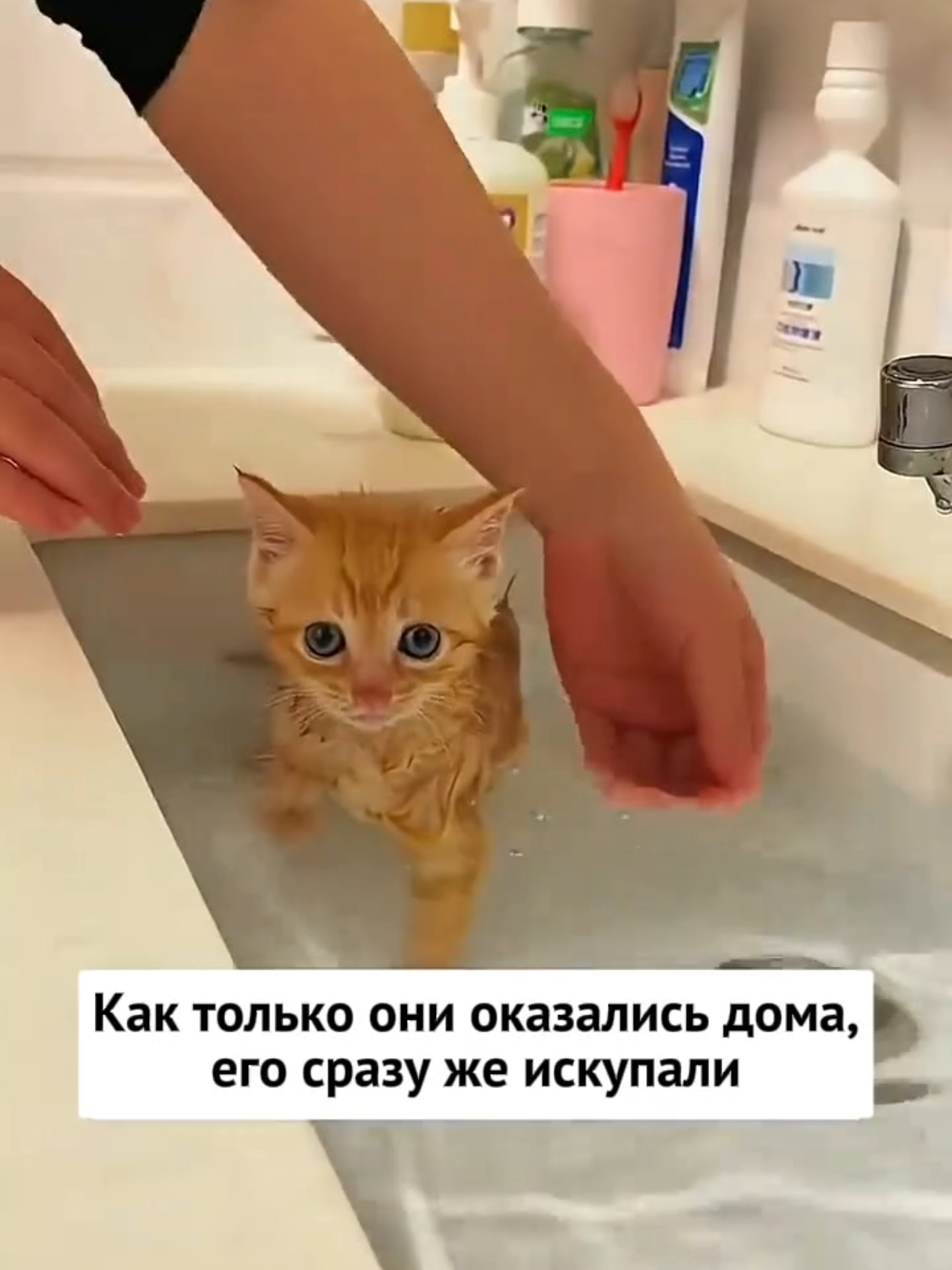 @RescueAnimals Nir