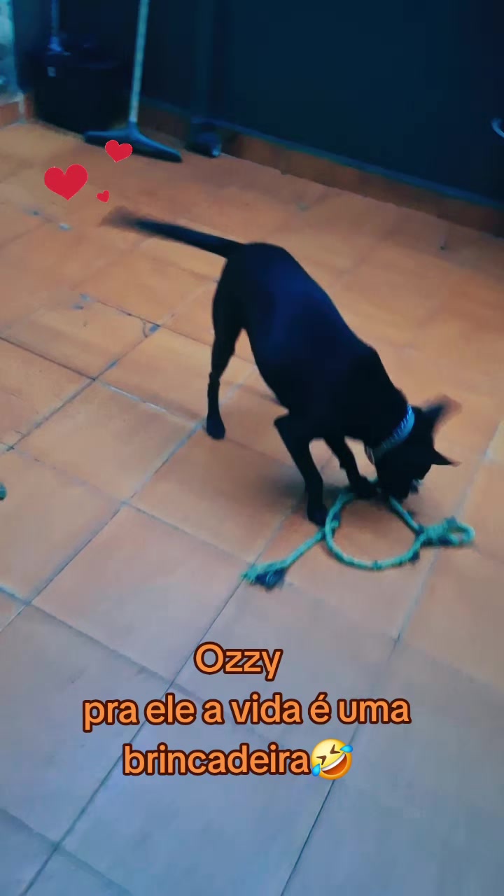 @MagdaAmoAnimais😾🐶🕊🐅🐍🐢🦜