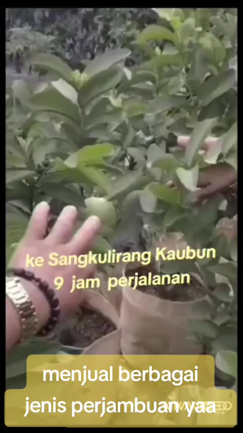 @Bibit khusus samarinda