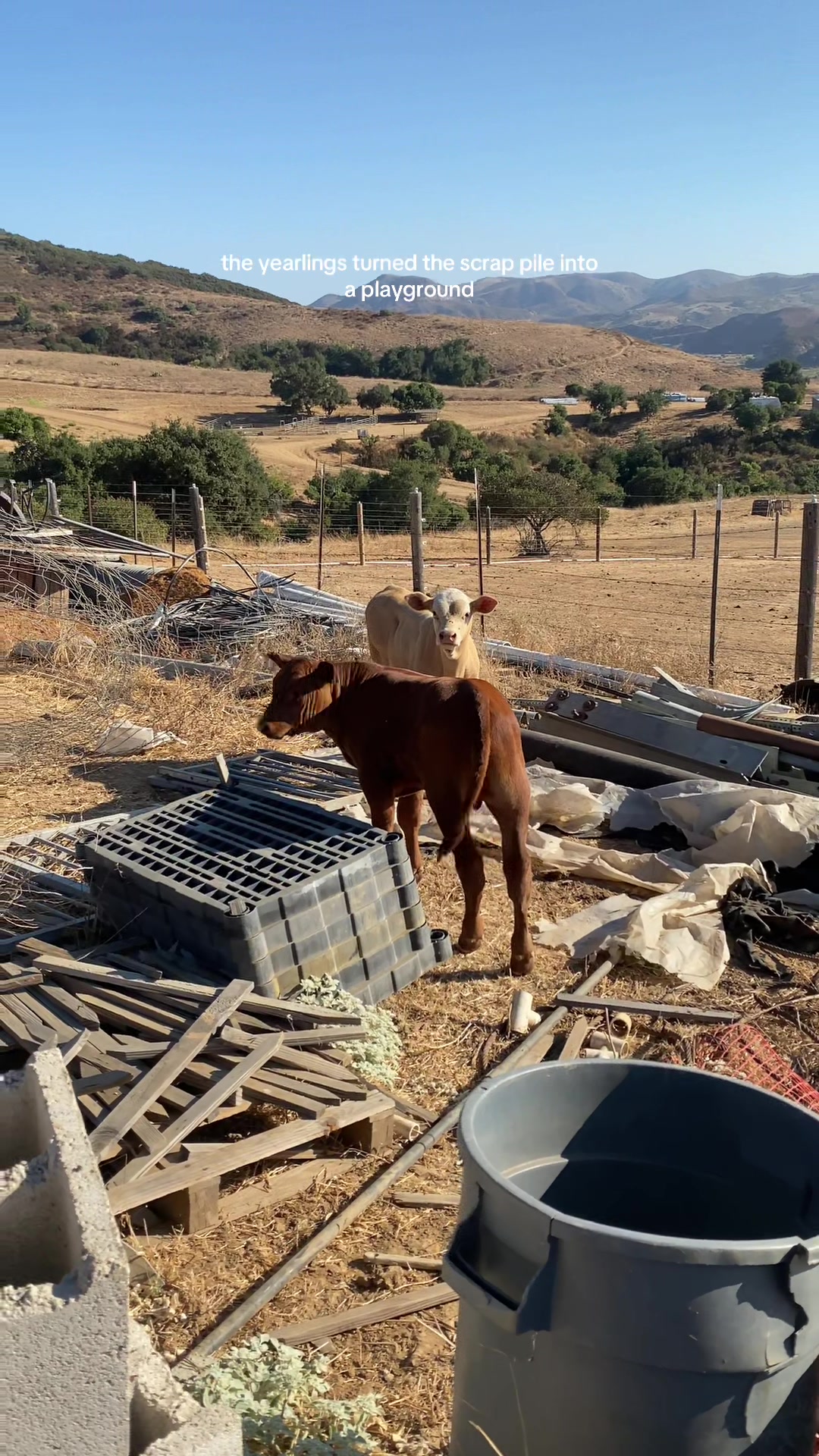 @hvrcattle