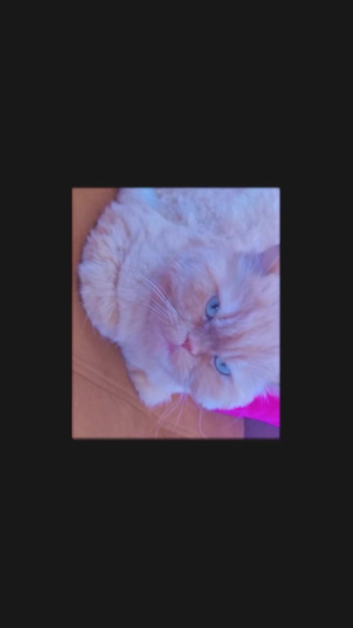 @G. D