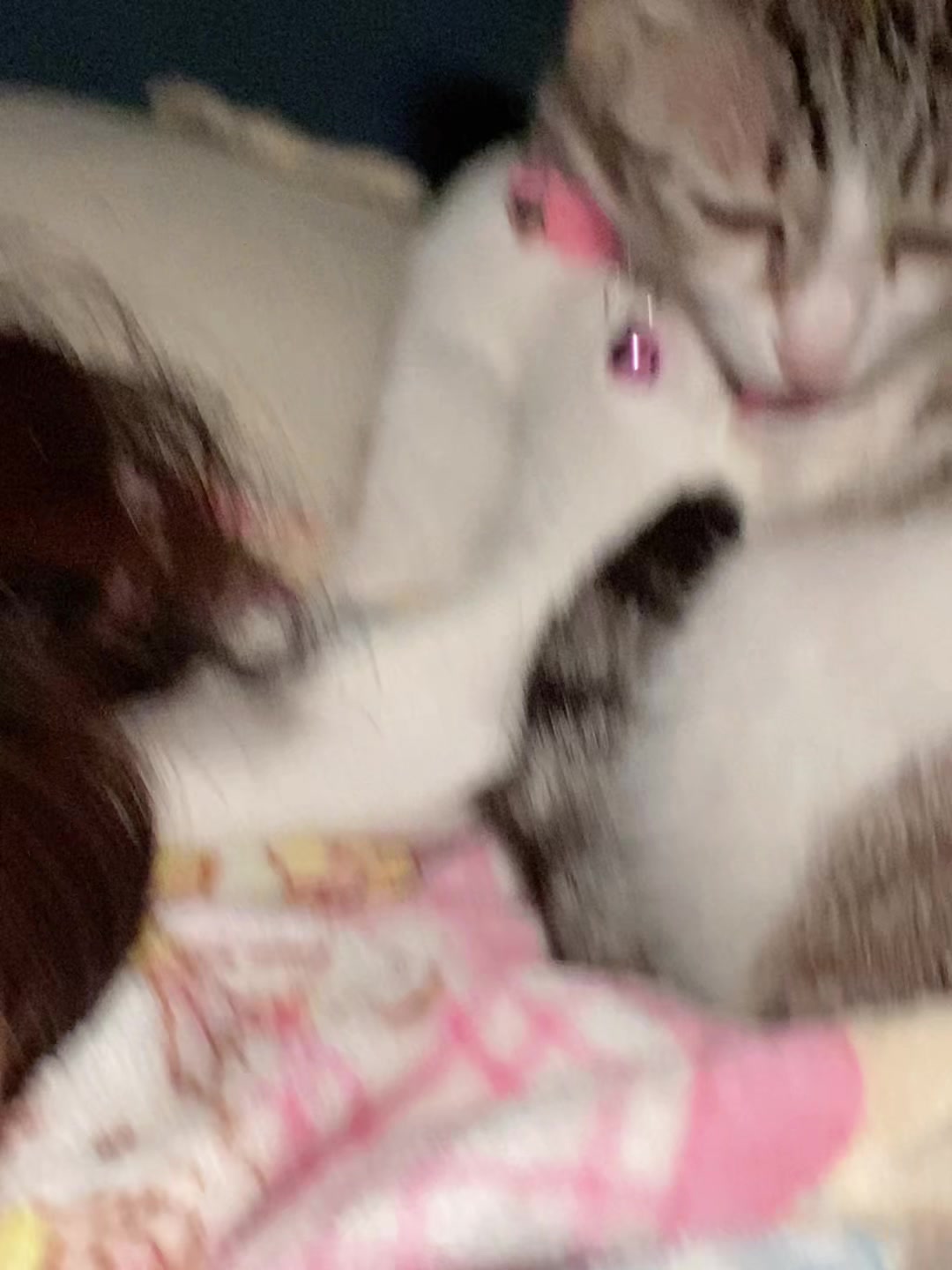 @🧧เปาเฮง🧧รีวิวแมว🐱
