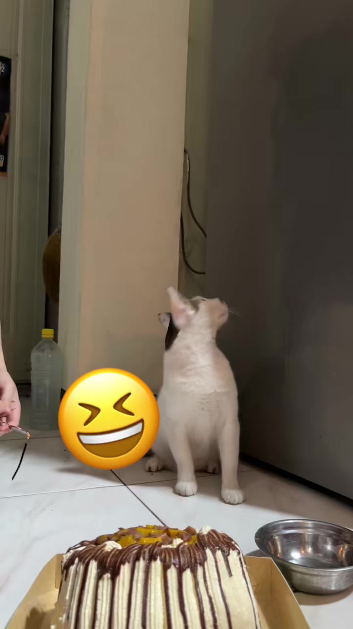 @Bunggok The Fat Cat