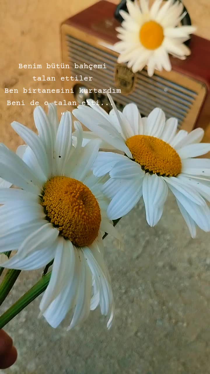 @🖤🌹🕊sbl03🖤🌹🕊