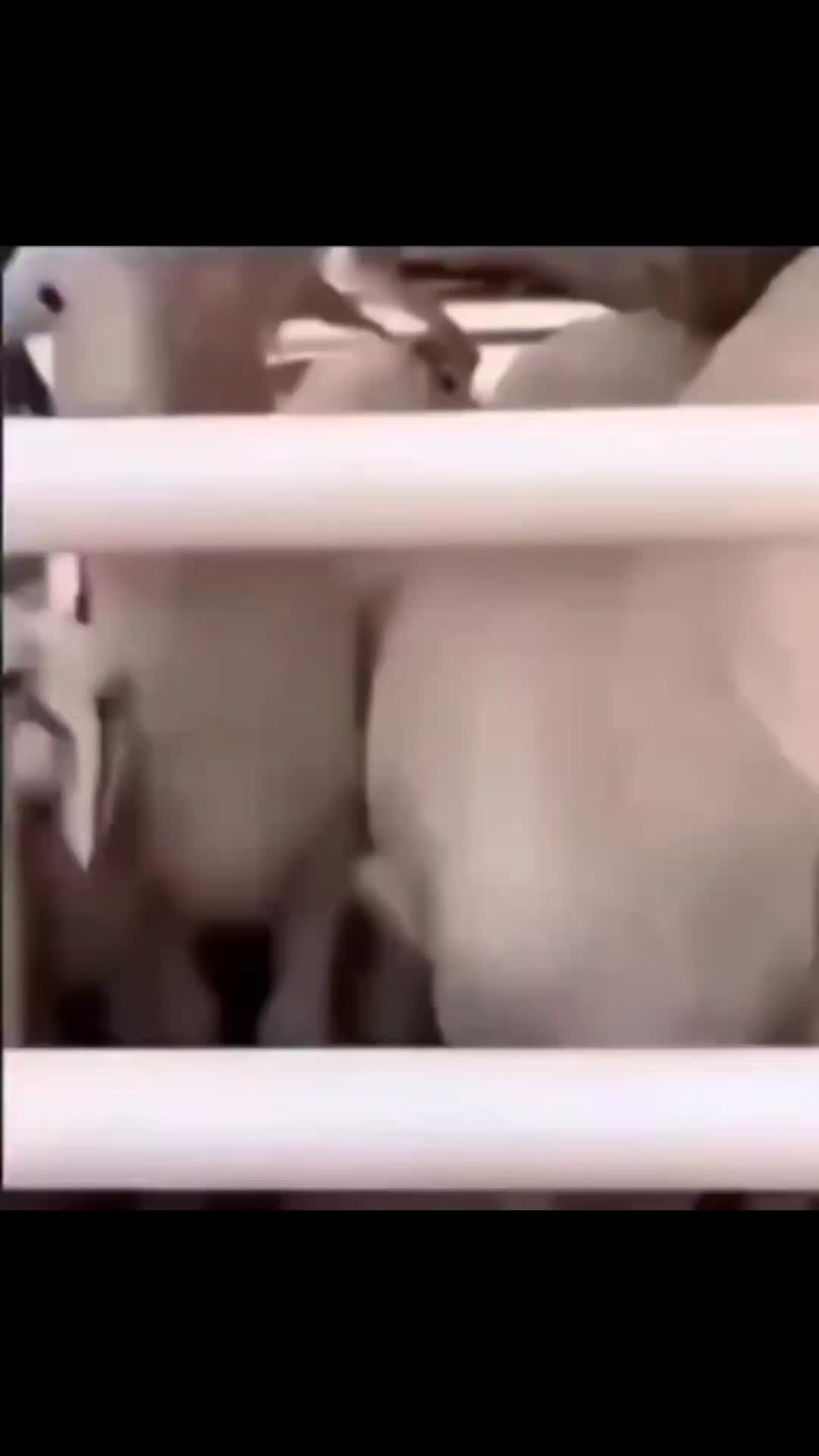 @noib3n