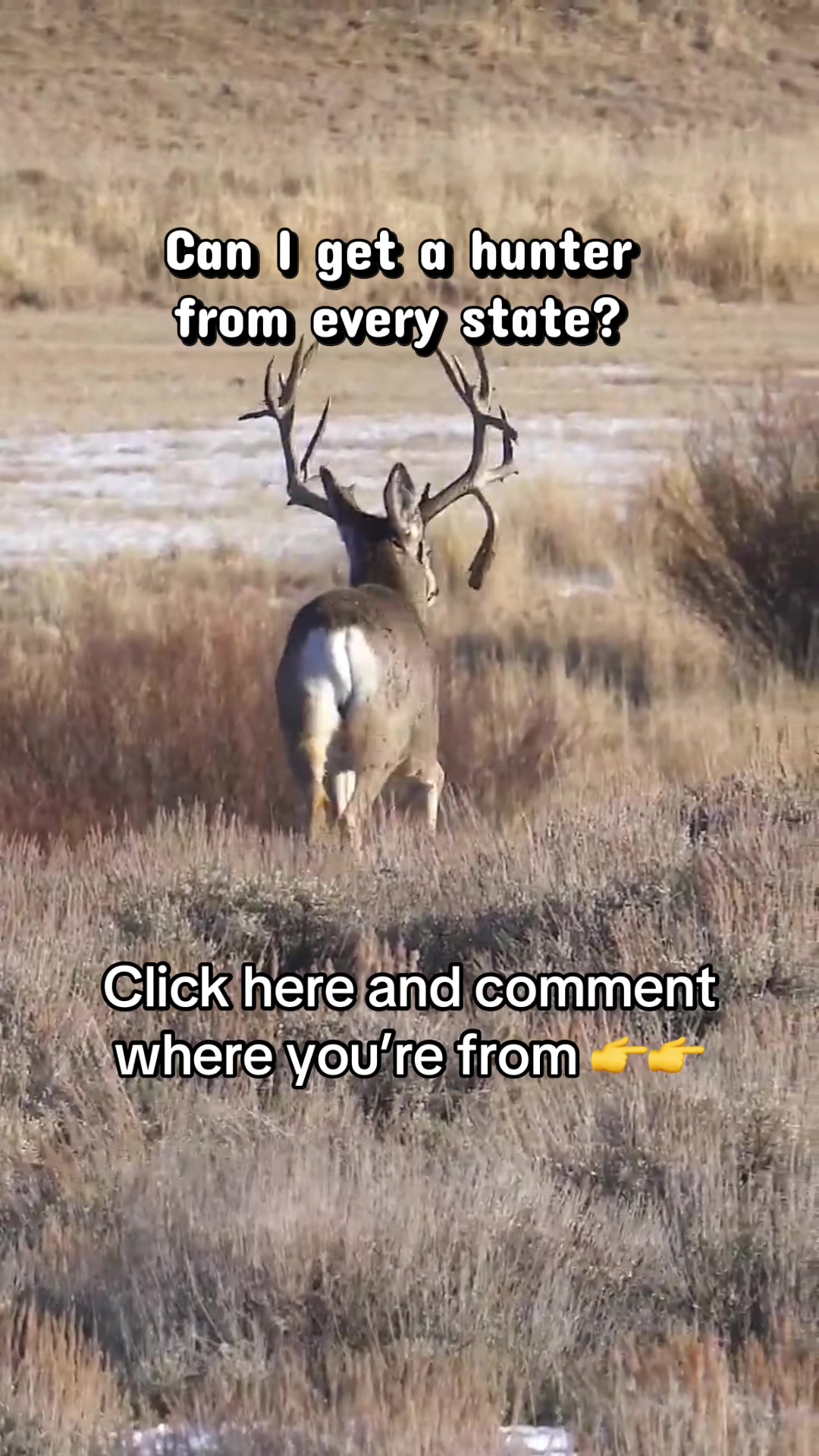 @Lilwolf