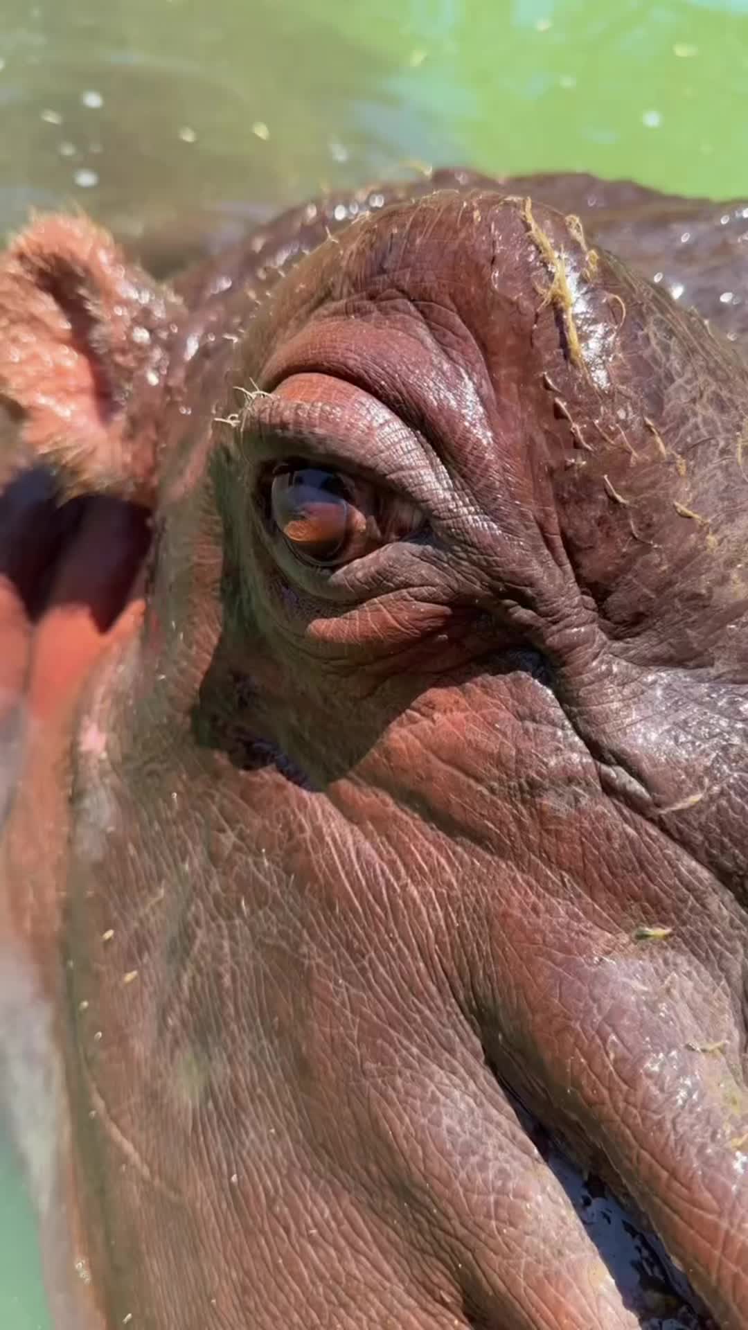 @Hippo