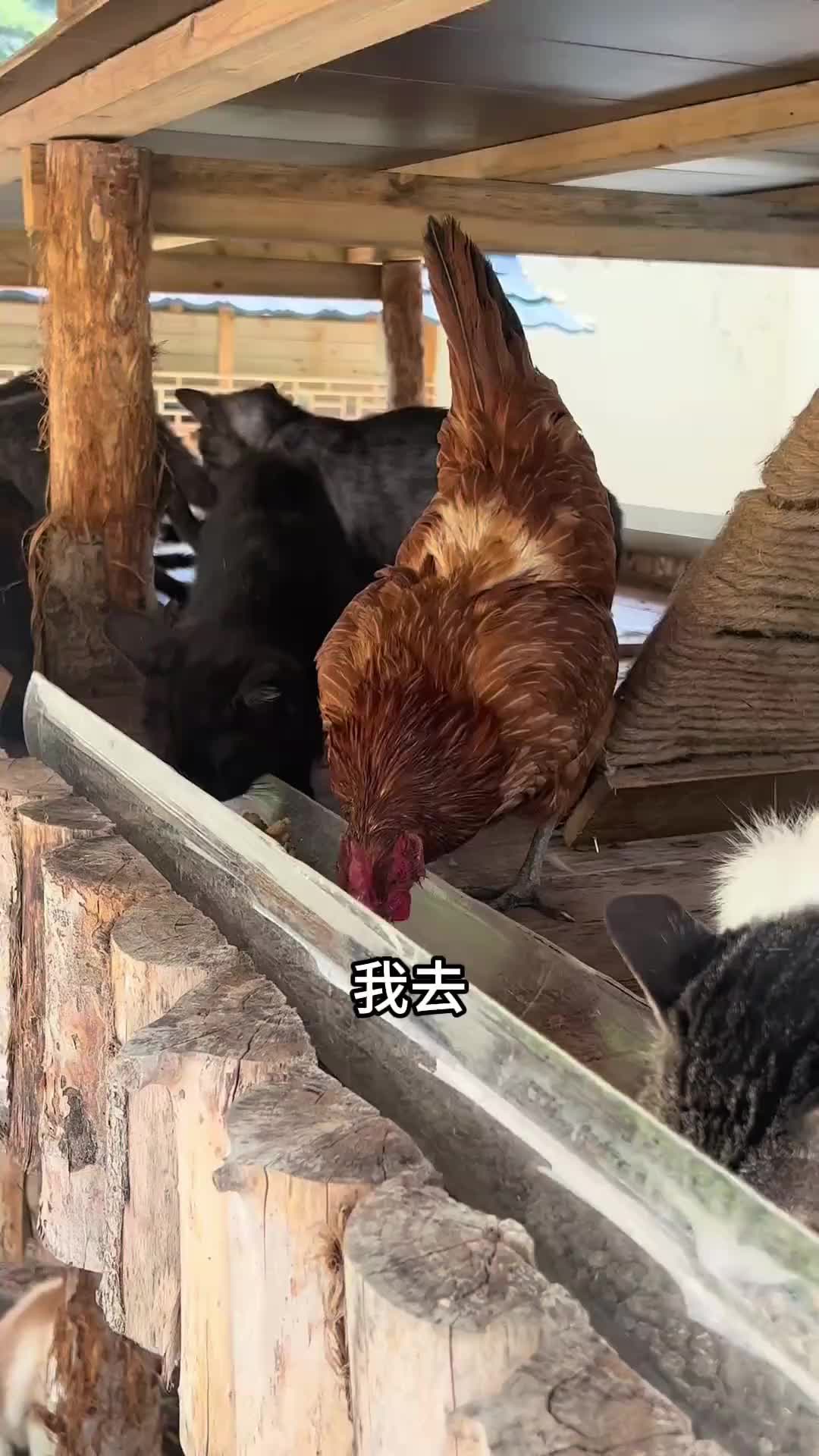 @小可爱猫猫们