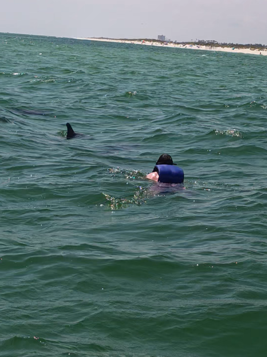 @Shell Island Dolphin Tours 🐬