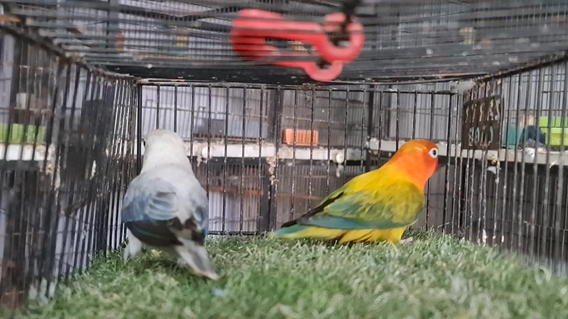 @ROYAL BIRD US