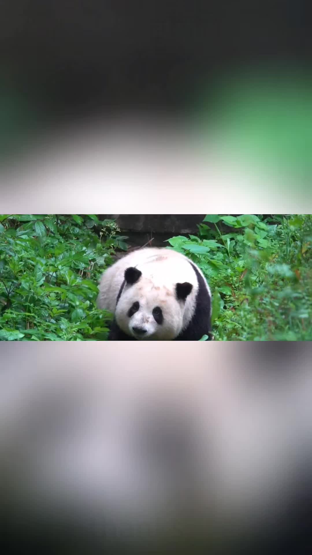 @fiesstano