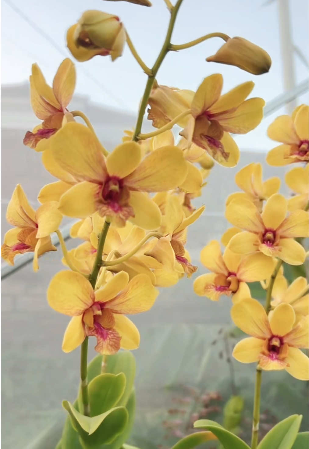 @Anggina Orchid