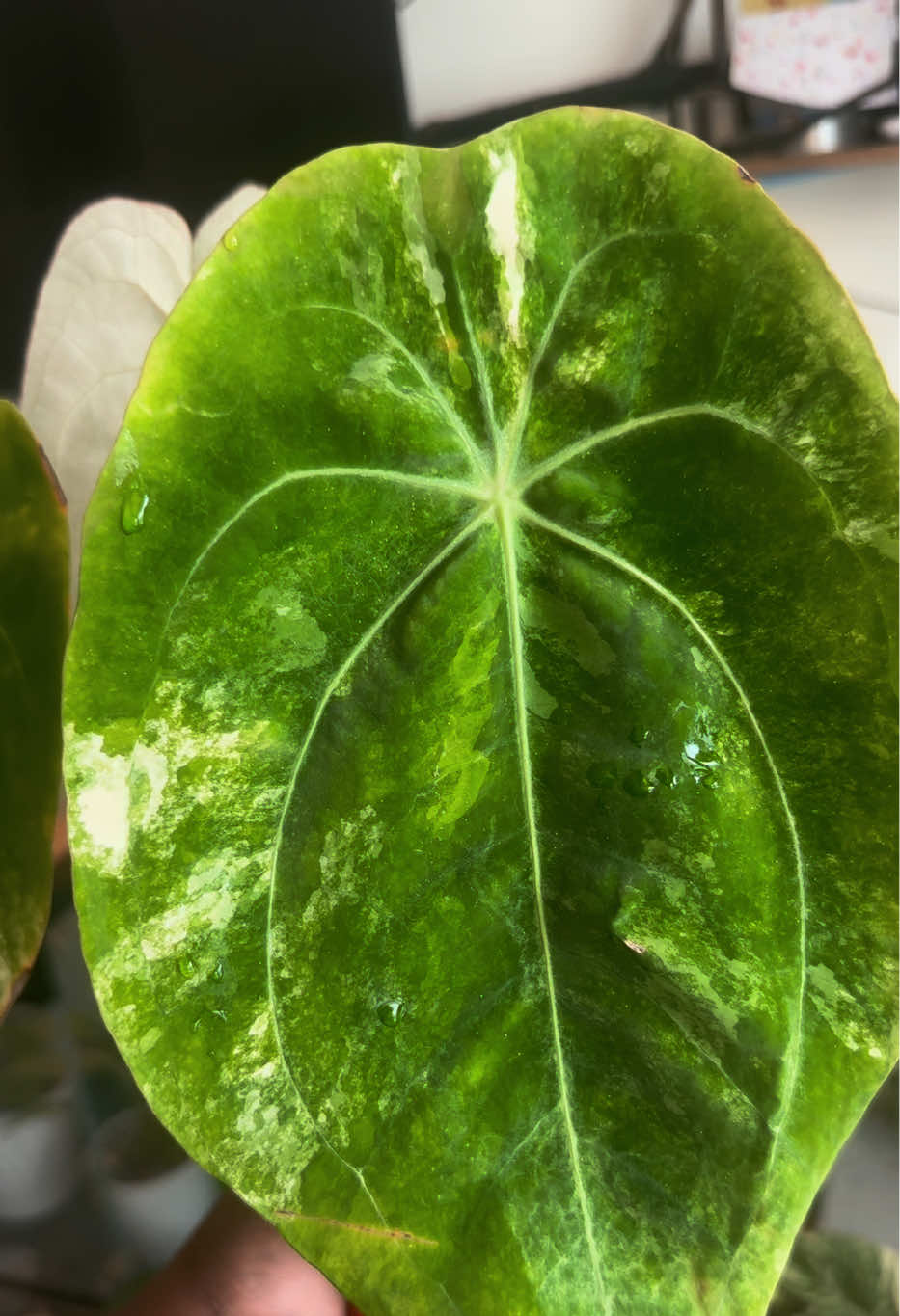 @Plant Deco ATL