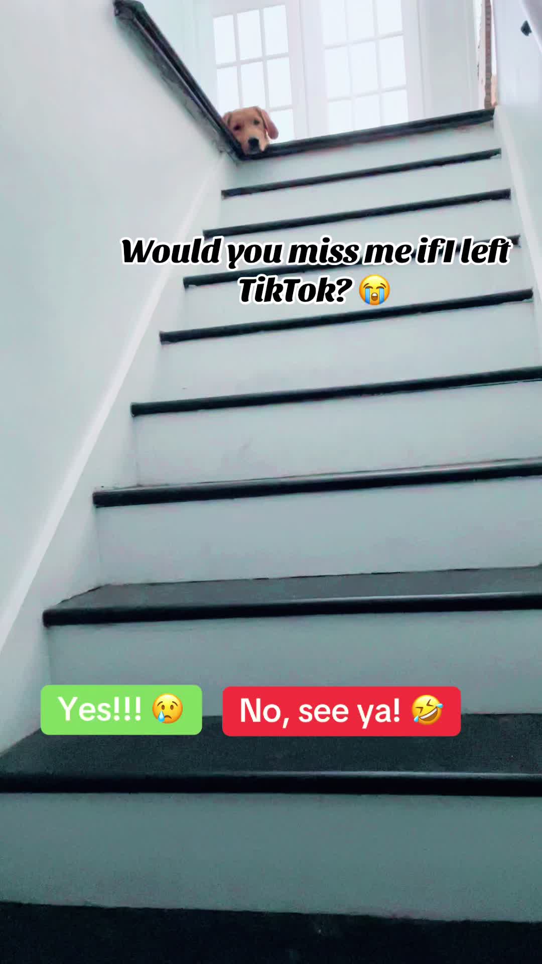 @Cooper the Golden Retriever 🦮