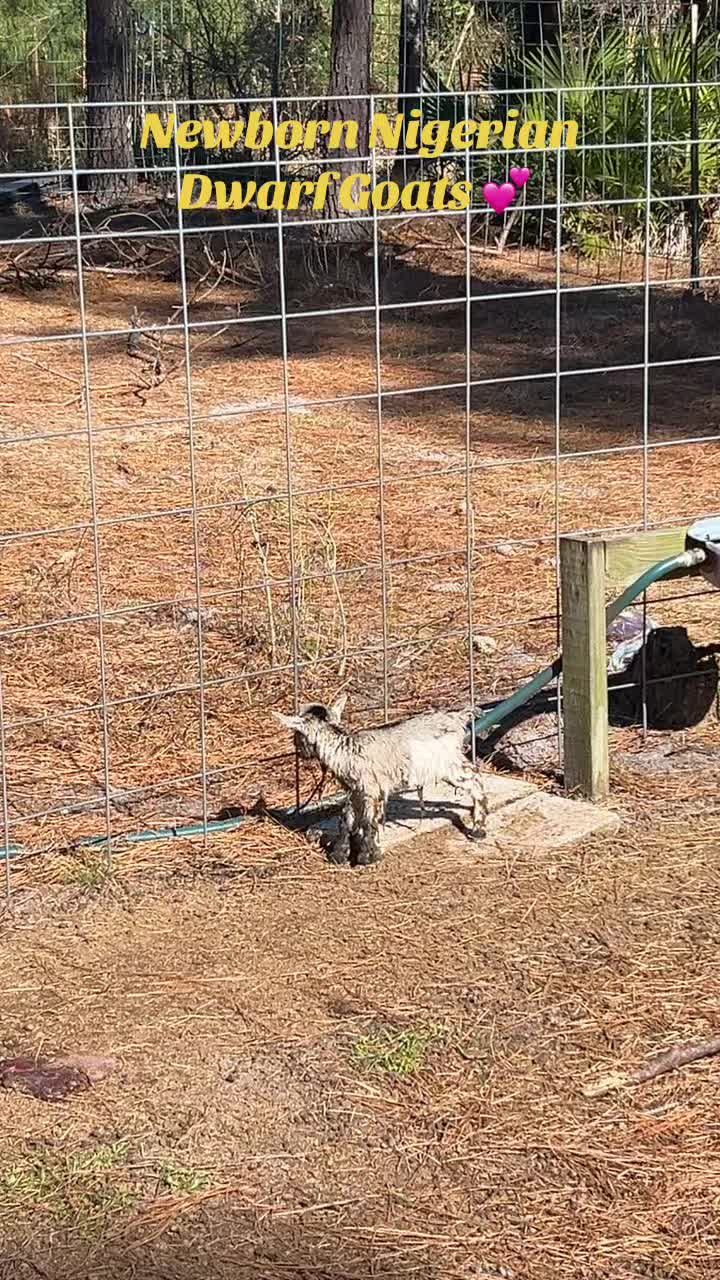 @Lexy | Promising Pines Farm