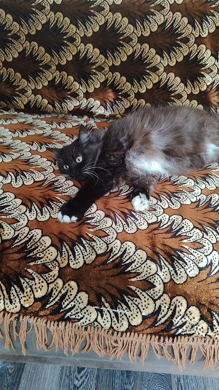 @3 друга 🦮🐱