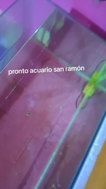 @la diabla ansei