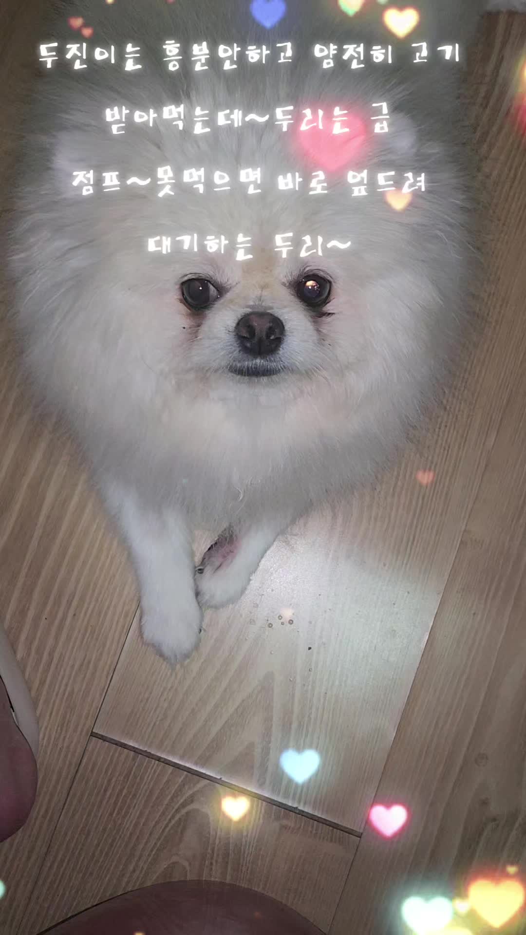 @두진이와두리 아빠