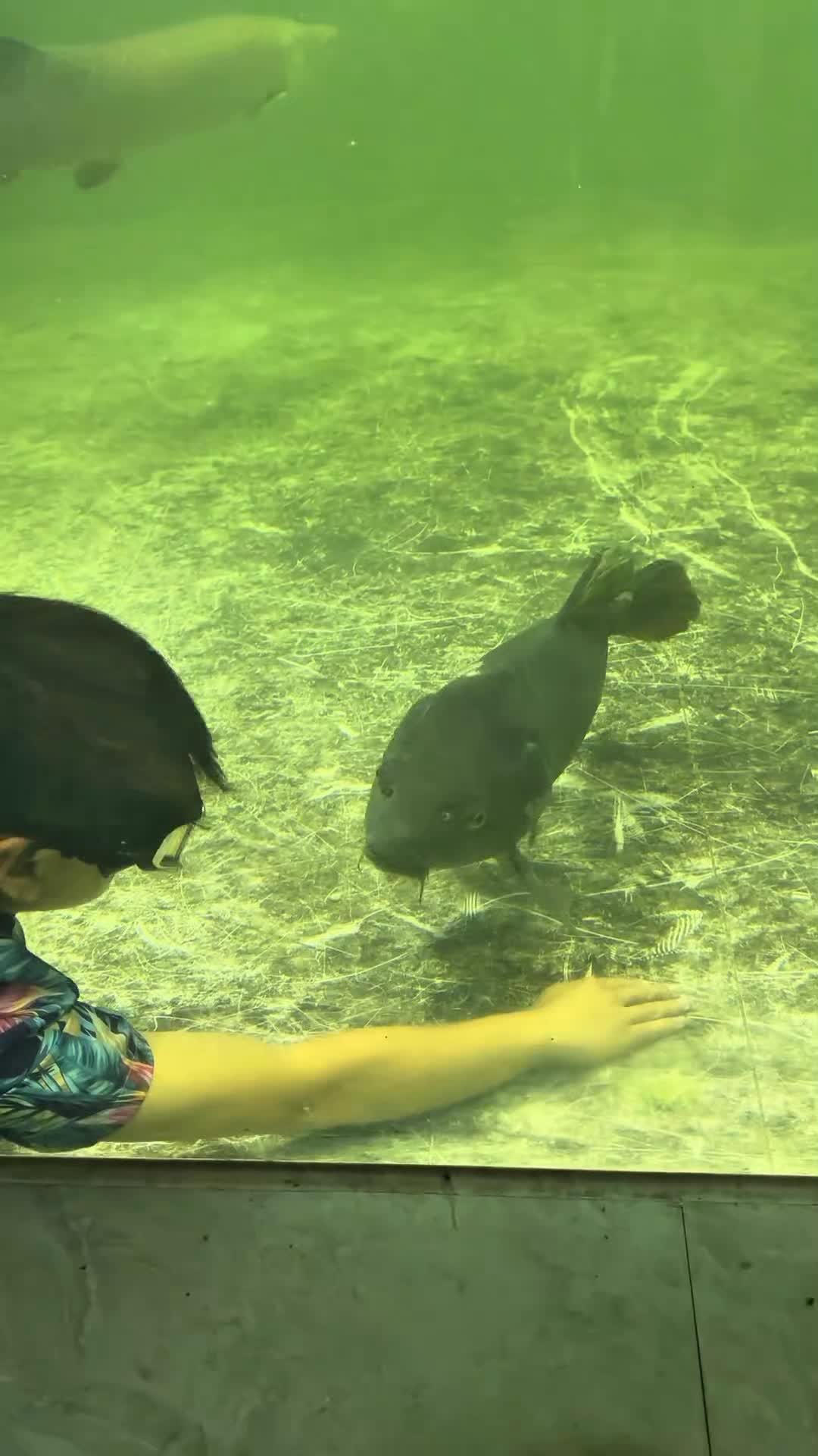 @Monsterfishkeeper