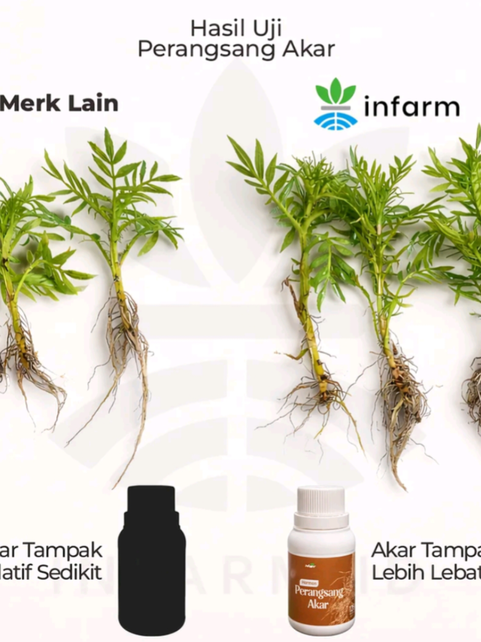 @Berkebun Berkah