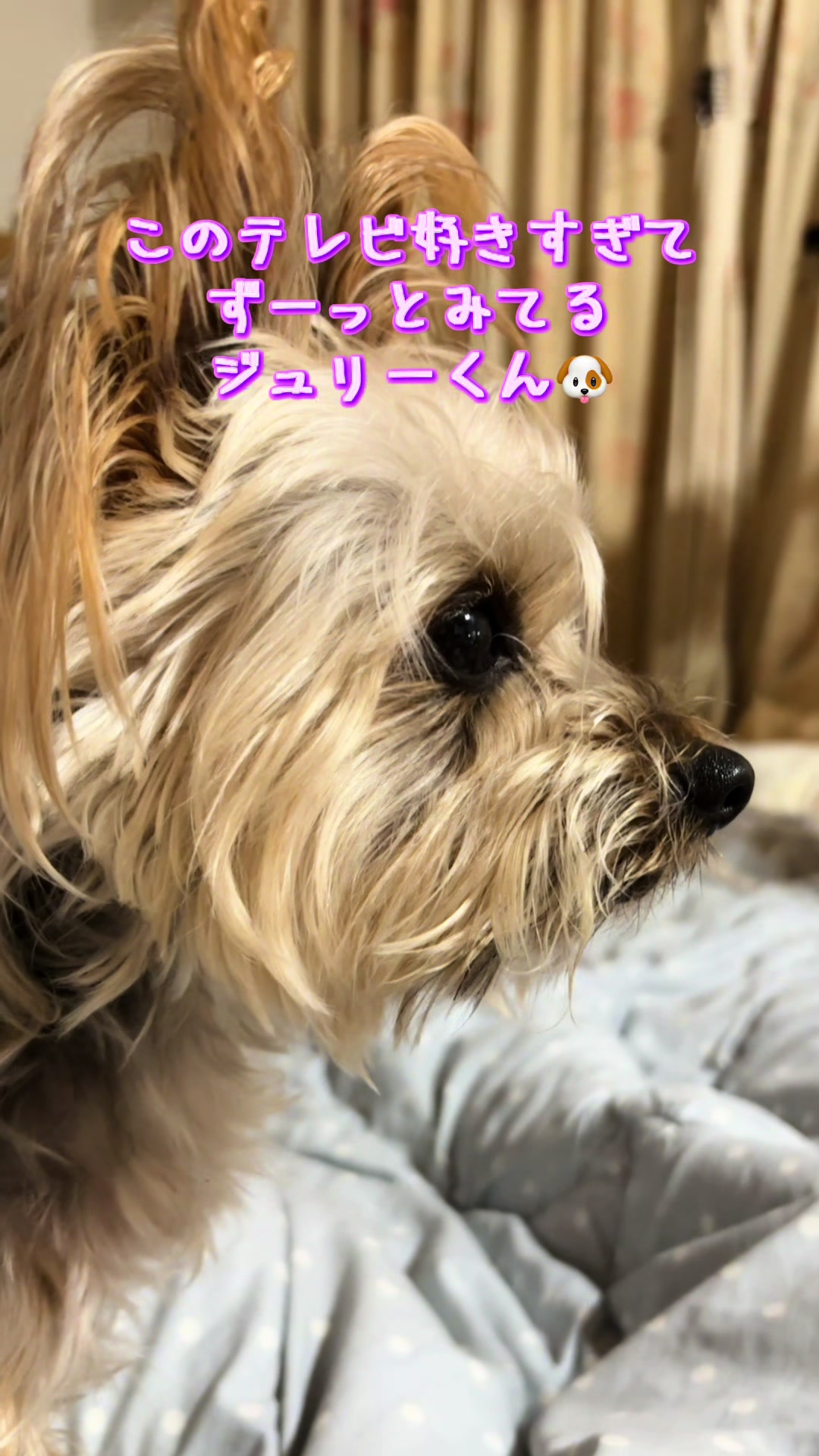 @🎀 ヨーキー のJulie and tia 🎀