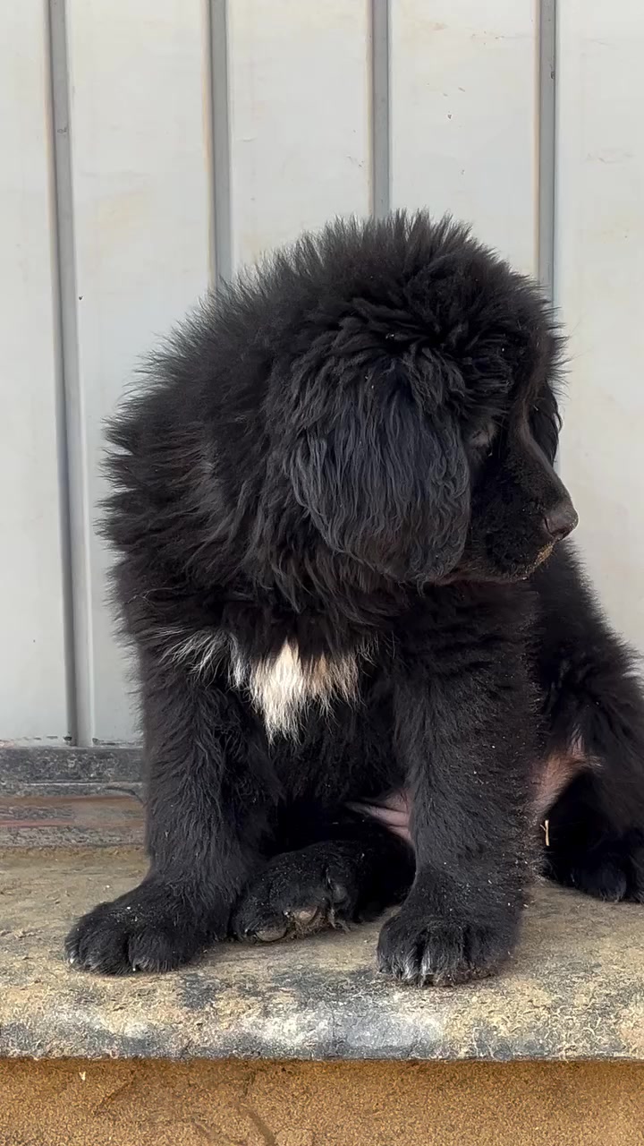 @Kashmiri_Bakrwal_Dog