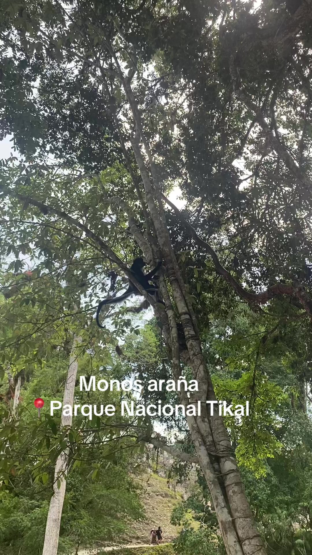 @Tony Tour’s Petén_Guia_Local