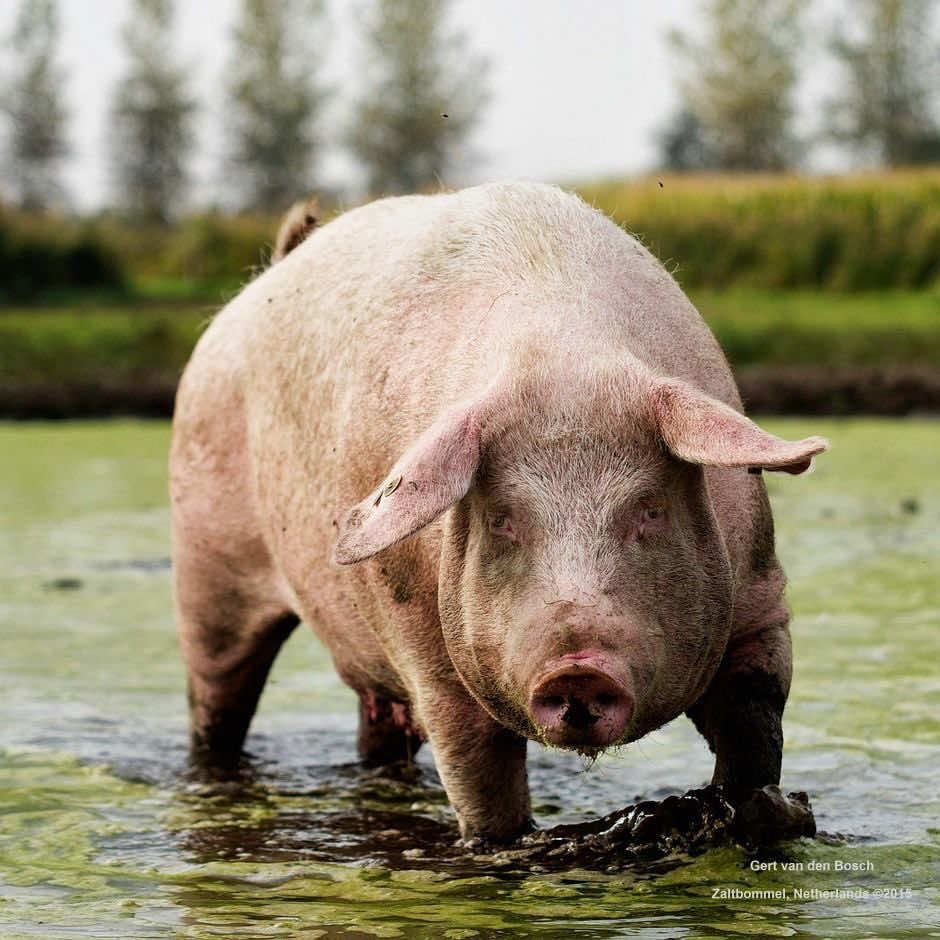 @биг свин🐖