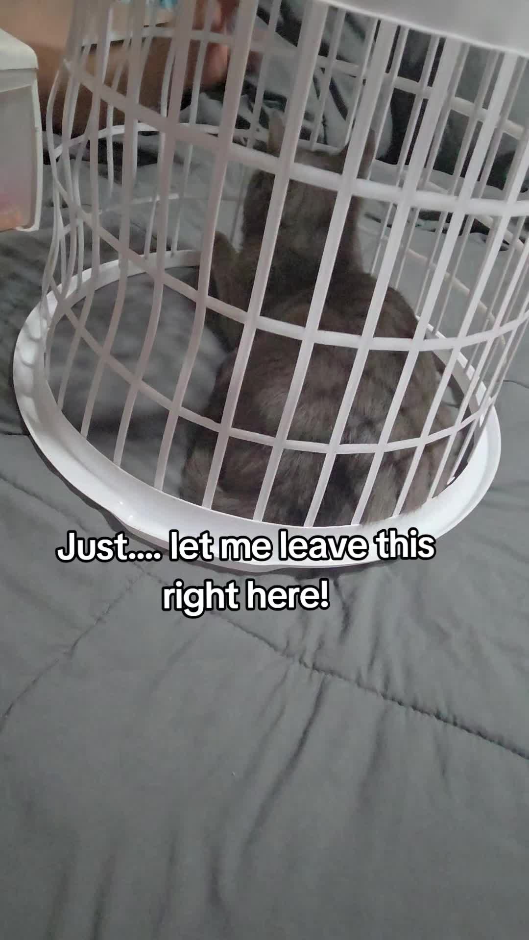 @Cindy🐈