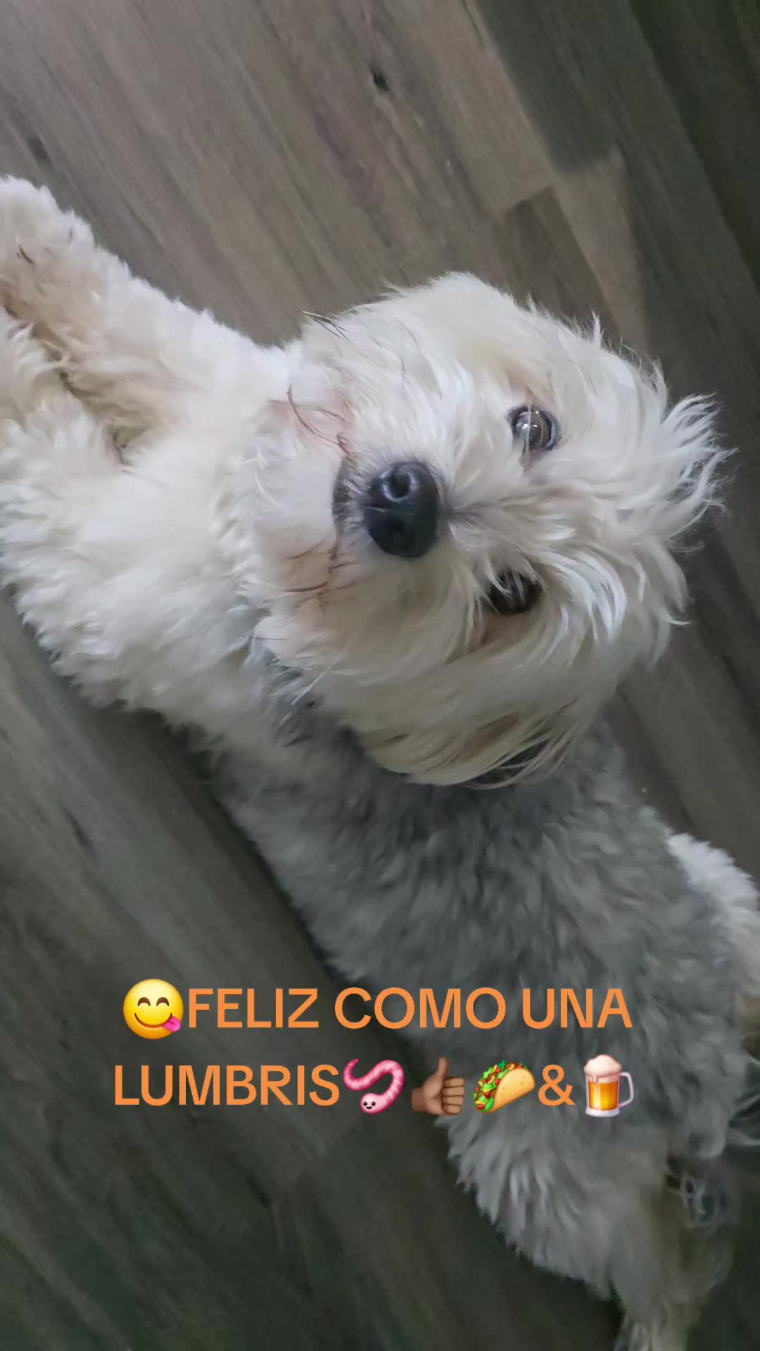 @El Kapo79